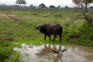 Serengeti National Park
