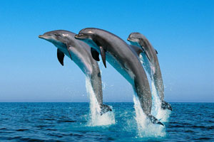 Dolphin Tour