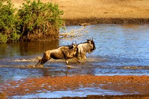 Tanzania Expeditions Safari