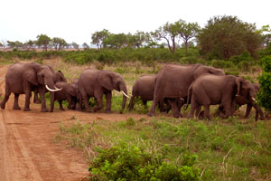 Mikumi National Park